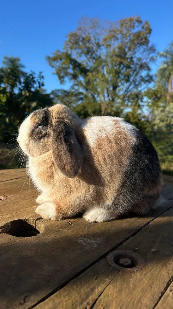 Mini coelhos  - Foto 4