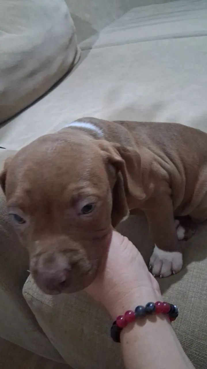 Filhotes PitBull - Foto 2