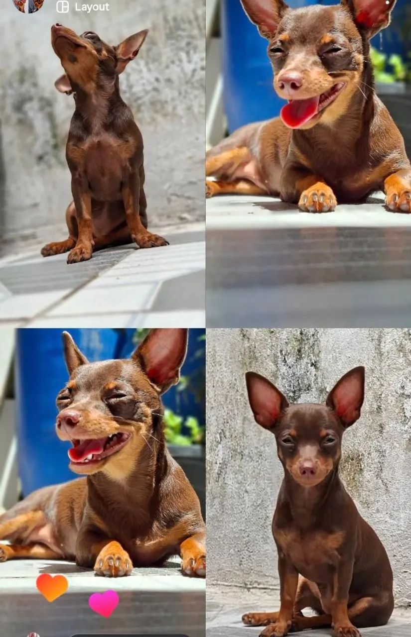 pinscher