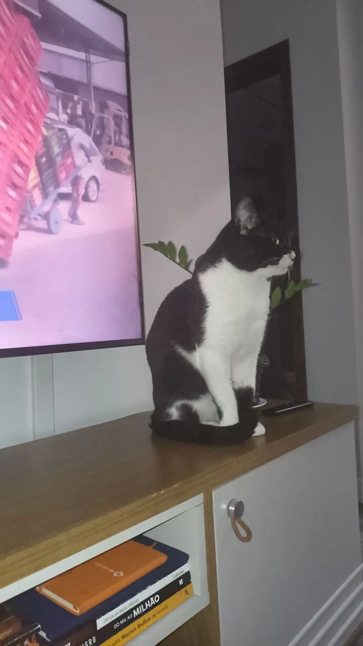 ADOÇÃO 