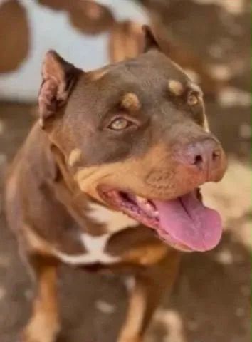 Cachorro pitbull valor 700$ aceito troca  - Foto 3