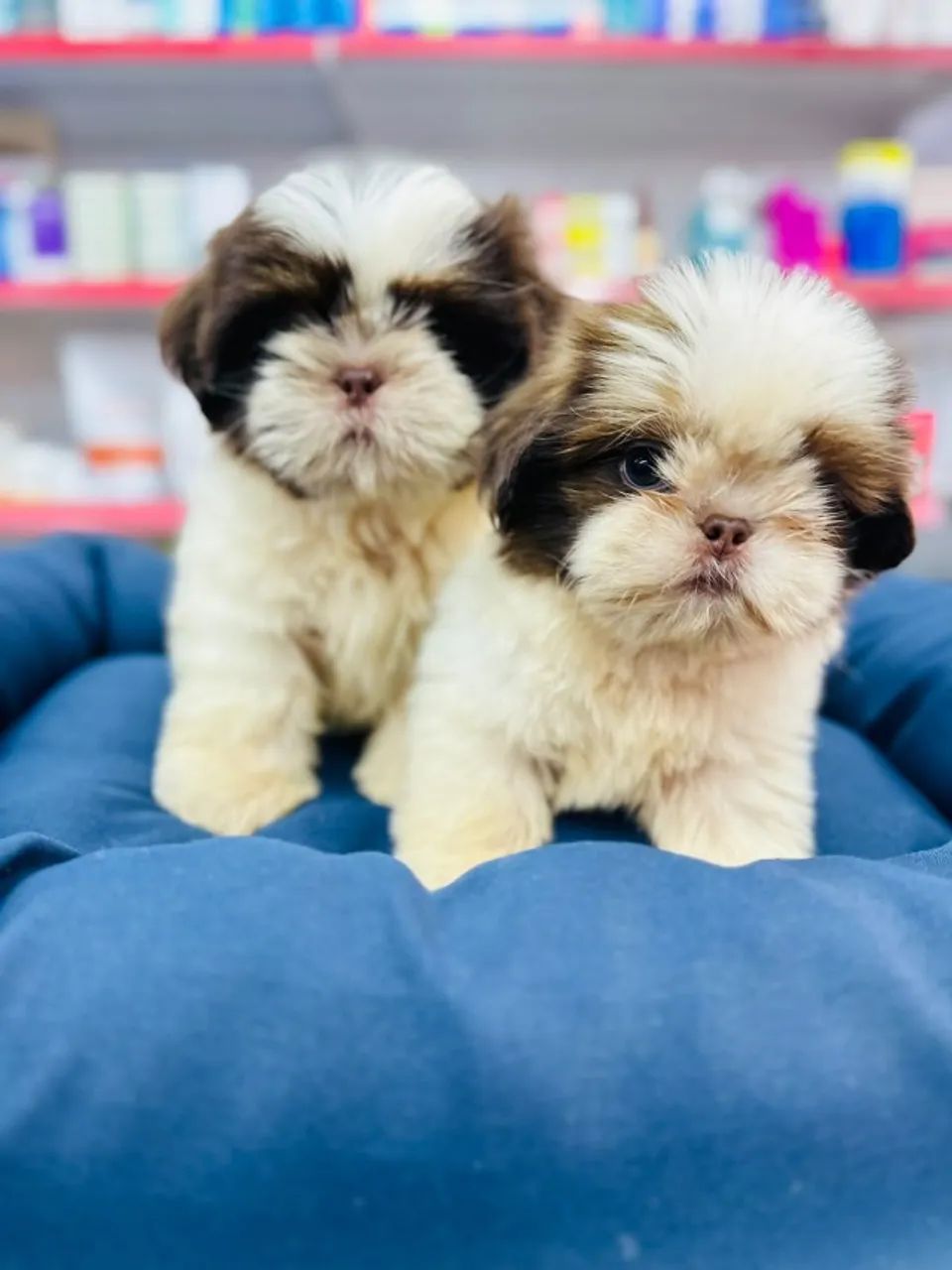 Shihtzu fêmea original com garantia de saúde - Cachorros - Centro