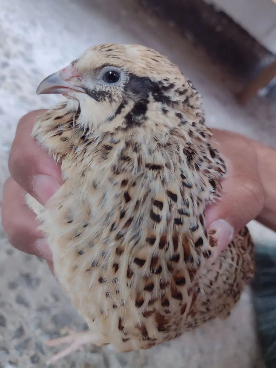 30 ovos de codorna gigante  - Foto 3