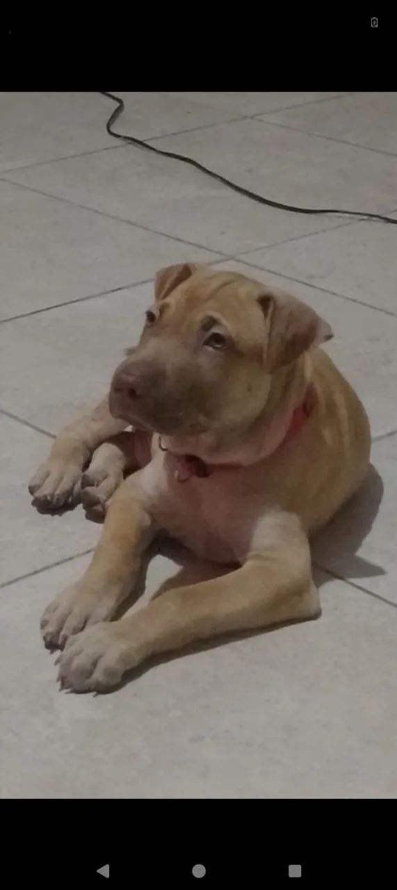 Vendo este cachorro Pitbull e charpei  - Foto 2