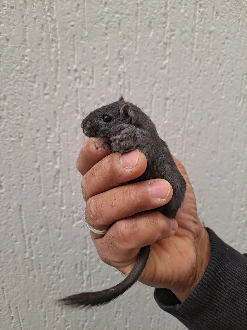Esquilo da Mongólia Gerbil Black - Foto 2