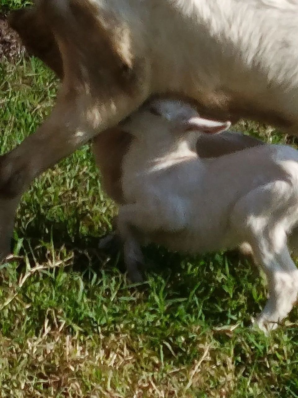 Cabrito - Foto 3