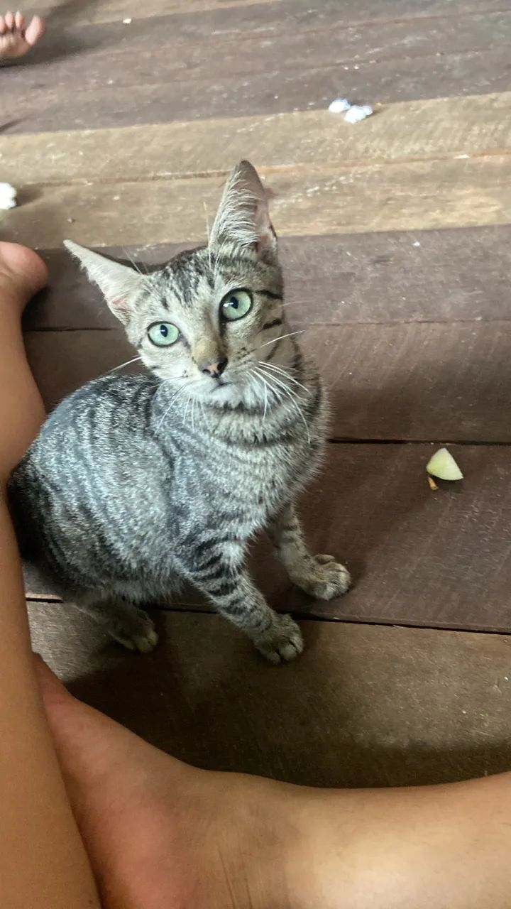Gato  - Foto 2