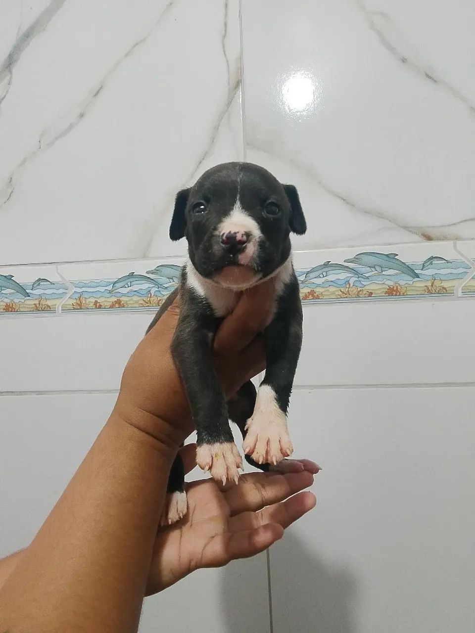 Pitbull - Foto 4