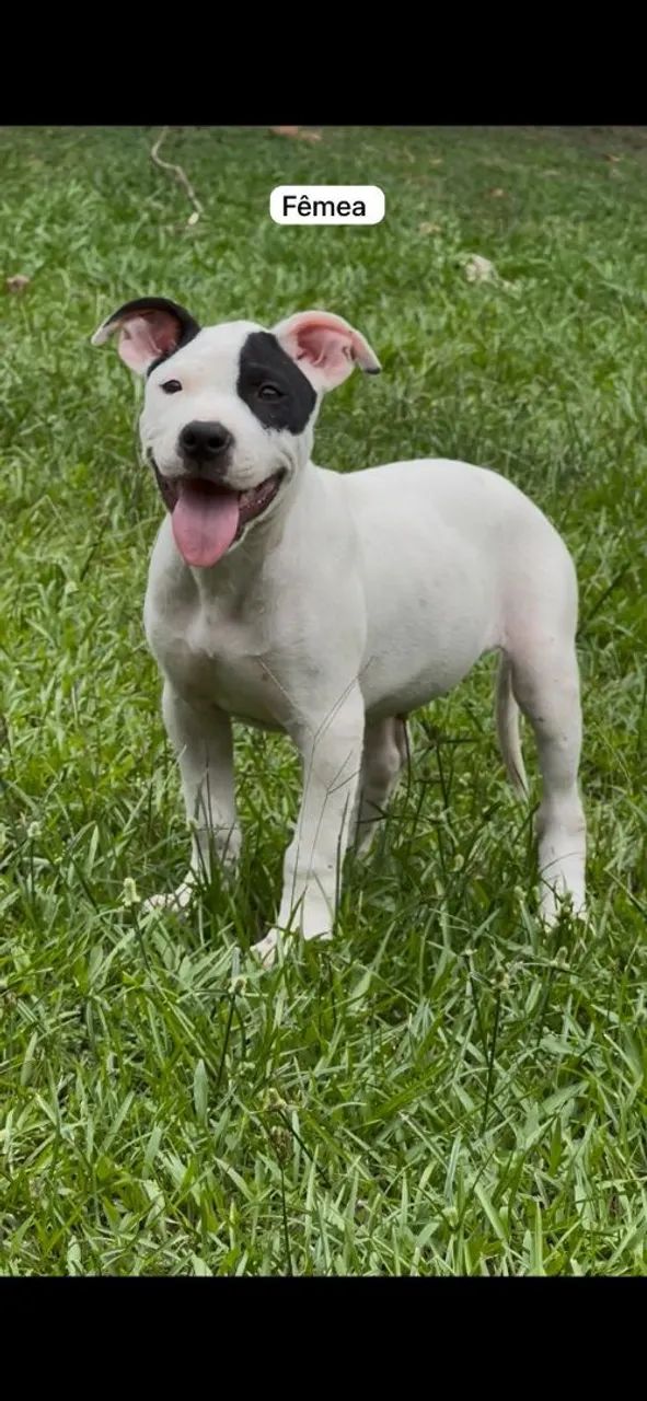 Filhotes de Pitbull - Foto 3