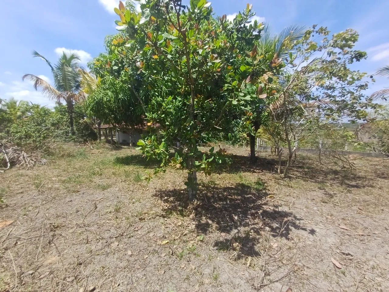 Chácara em Bonança - Foto 5
