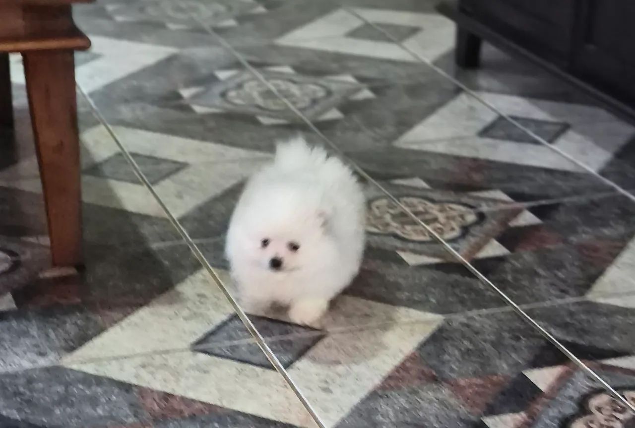Lulu da Pomerânia! - Foto 3