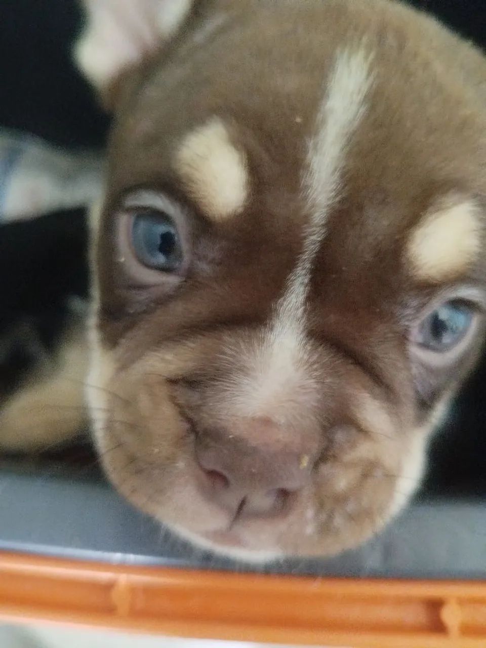 Exótic American Bully Nano  - Foto 5