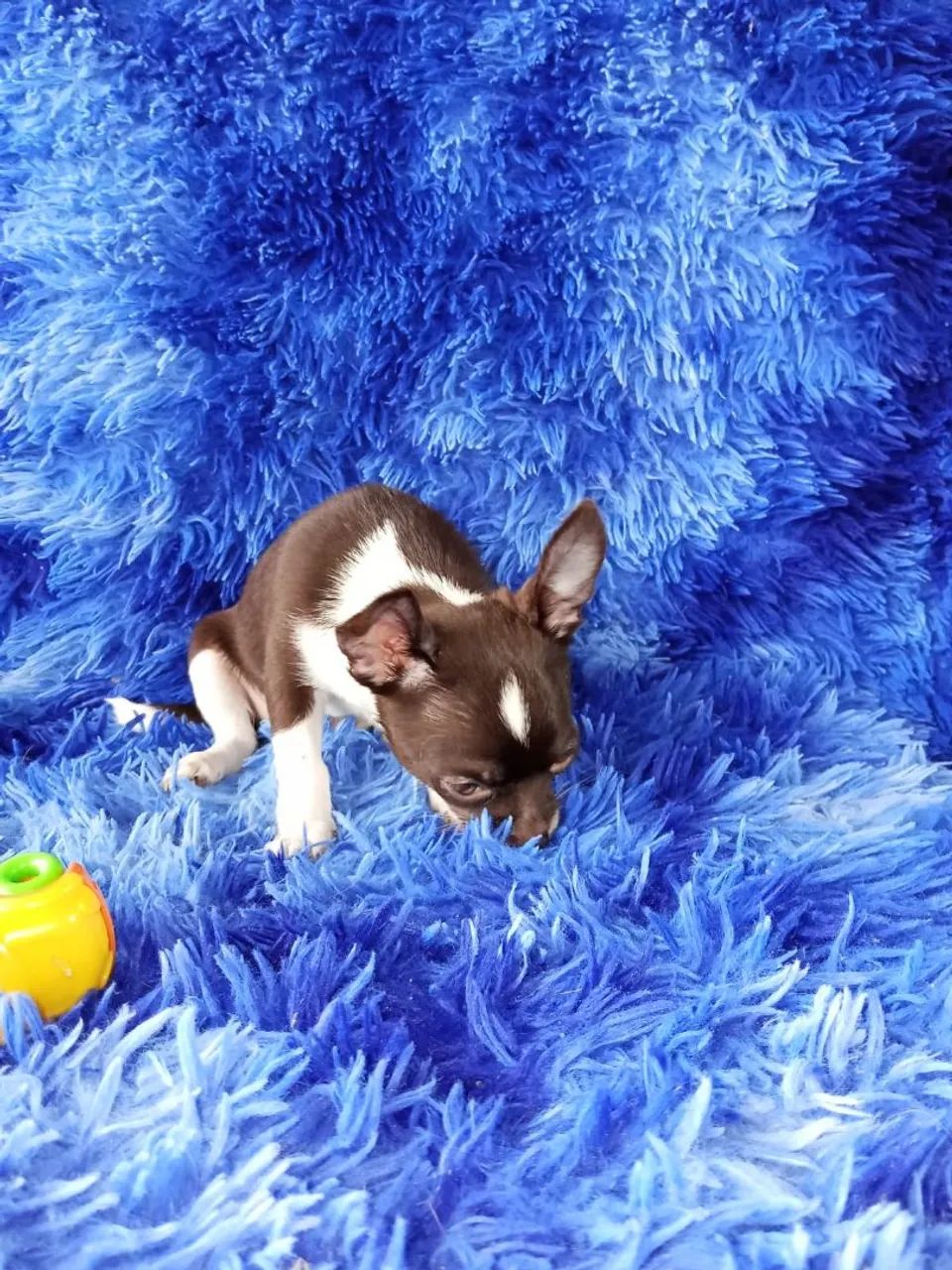 Chihuahua  - Foto 2