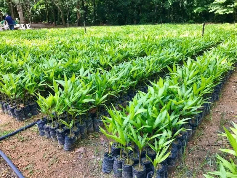 Açaí: plantio comercial - Foto 3