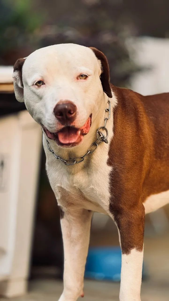 PROCURO FÊMEA PITTIBULL  - Foto 4