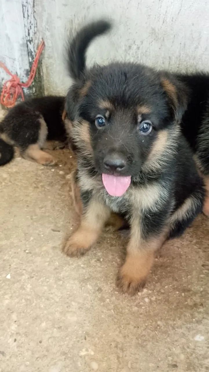 Vendo filhotes de pastor alemão  - Foto 3