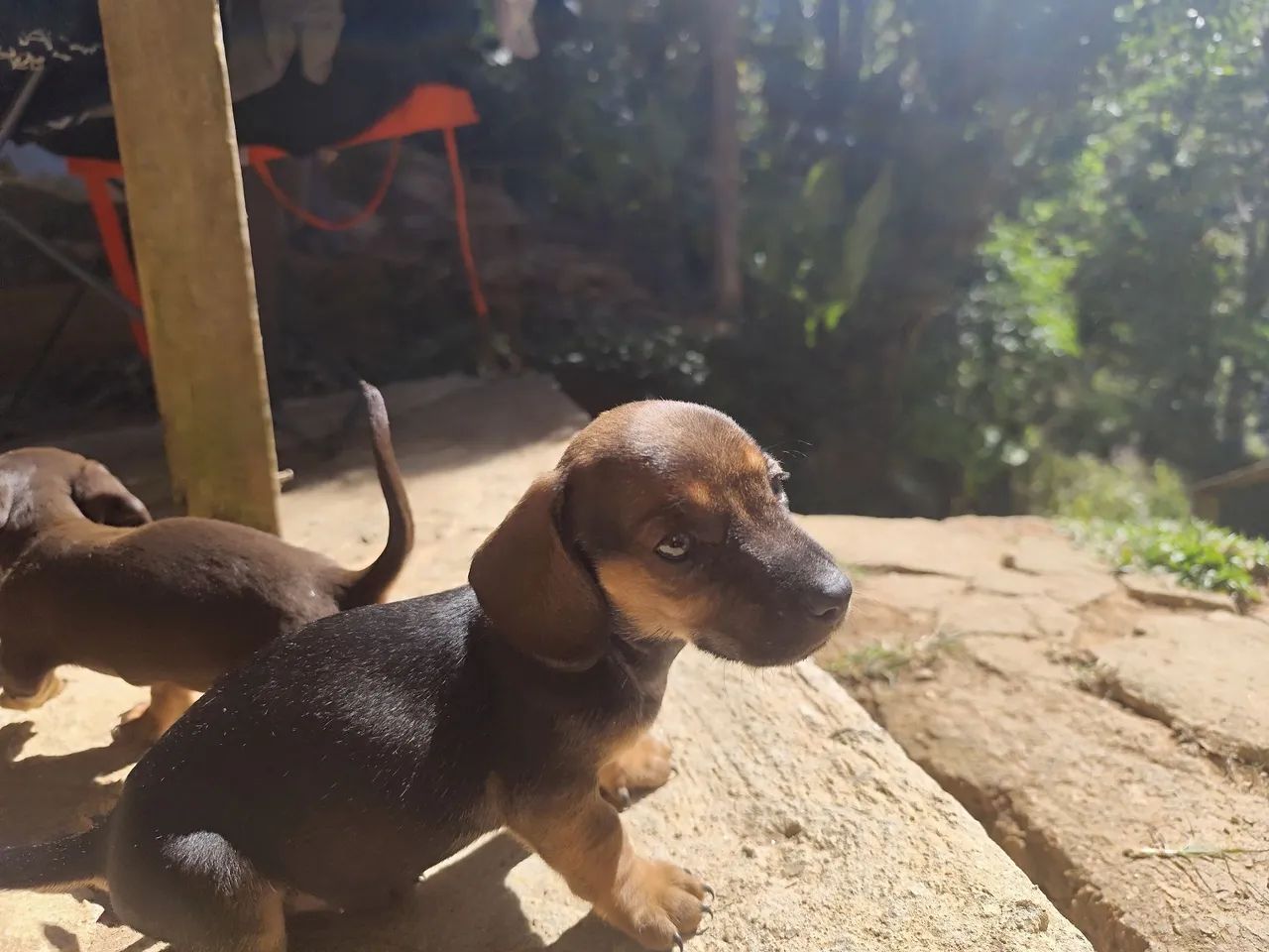 dachshund 