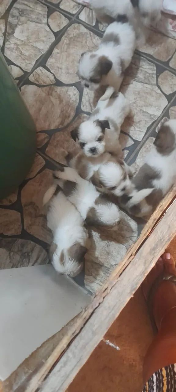 Shitzu Vacinadas  - Foto 2