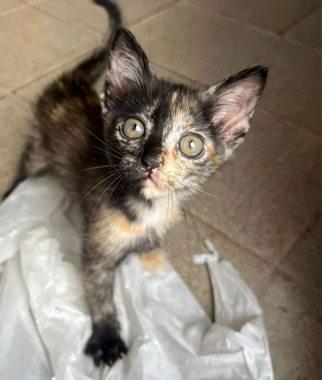 Gatos para adoção  - Foto 2