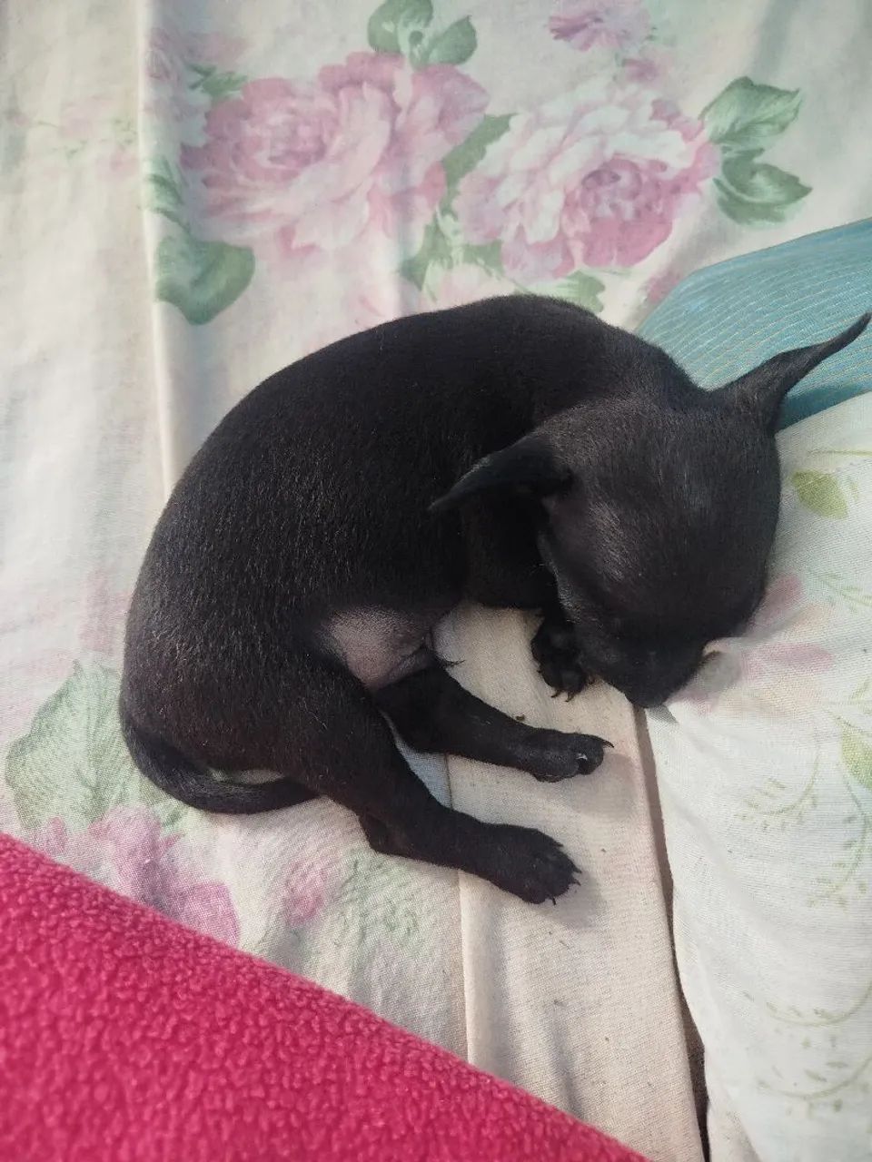 PINSCHER  - Foto 3