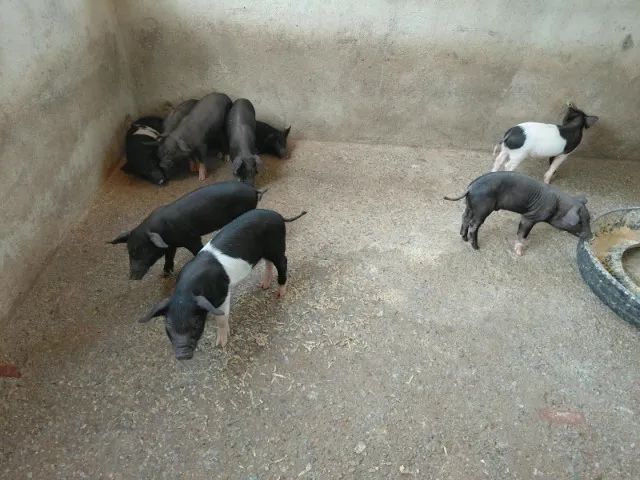 Leitões e leitoas 
