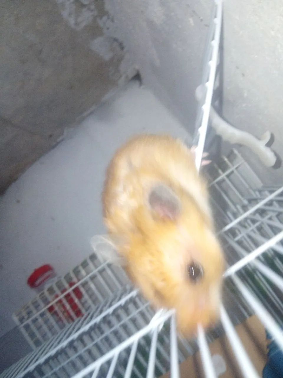 Hamster sírio  - Foto 2
