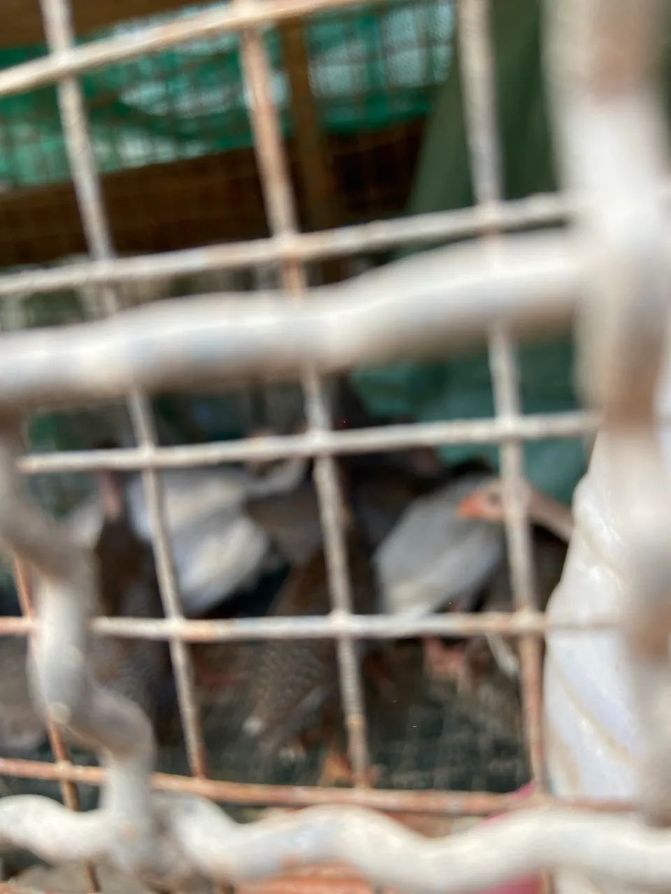 Angolista jovem  - Foto 4