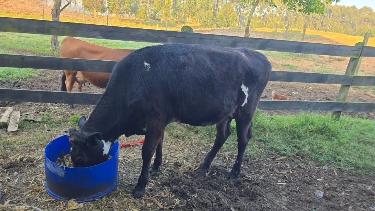 Vaca - Foto 2