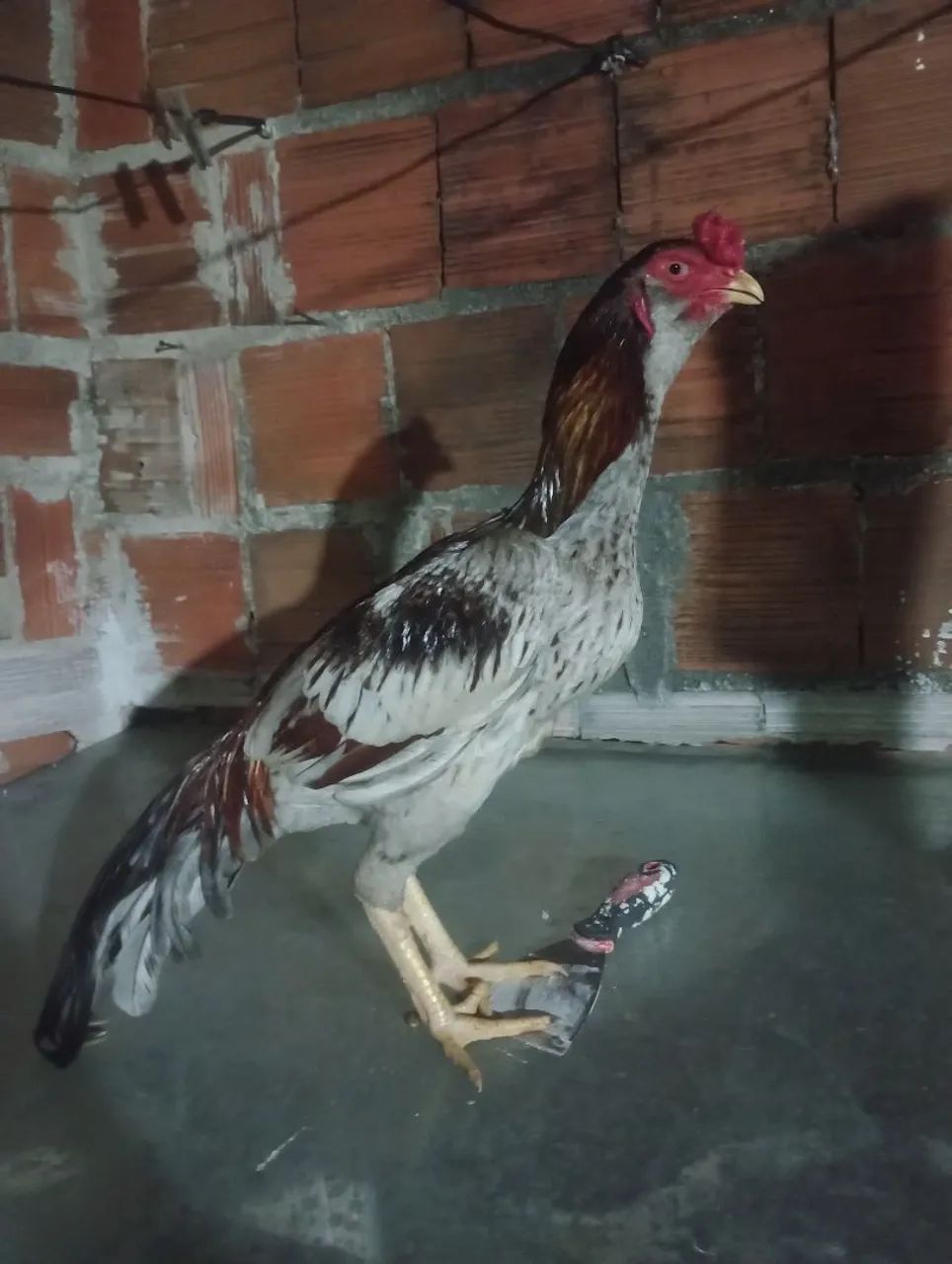 Frango 