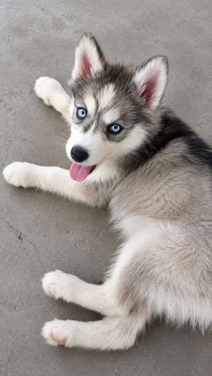 Filhote de Husky 