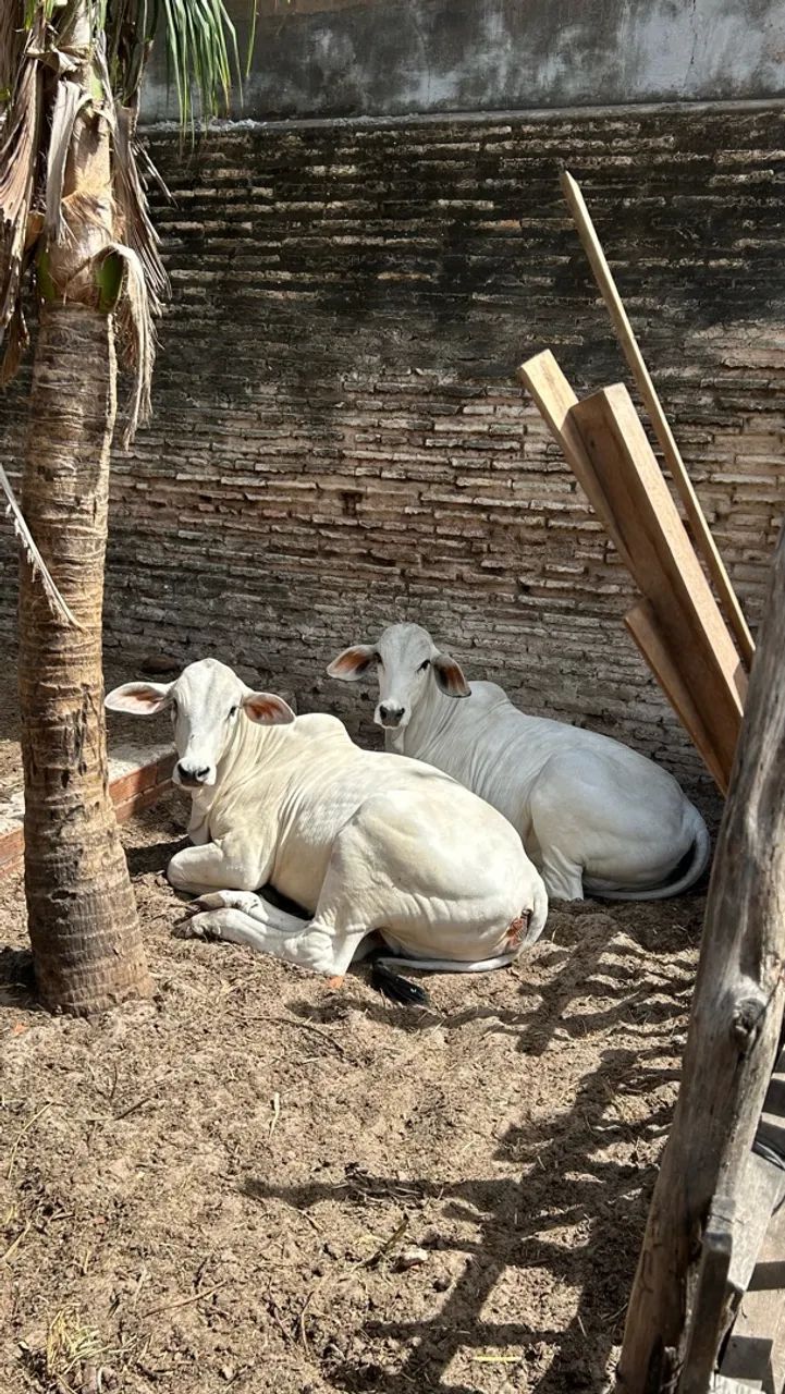 2 vaca Nelore 