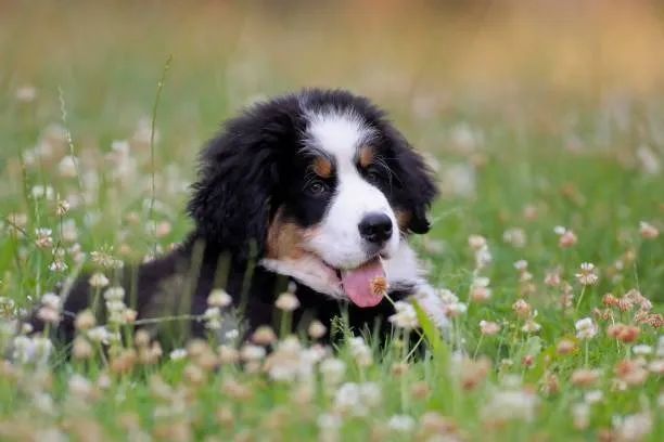 Lindos Filhotes Bernese ?