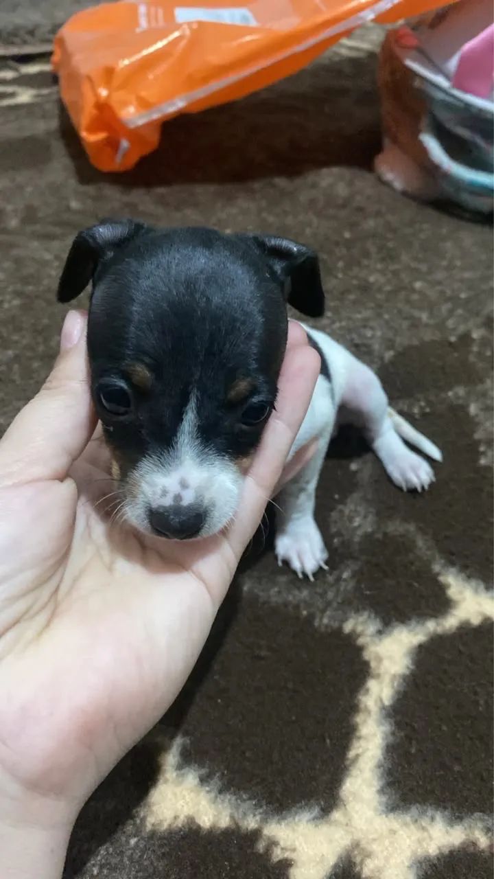 Pinscher macho 1 com 0 - Foto 2