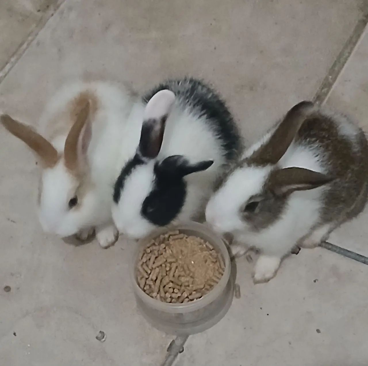 Coelhos