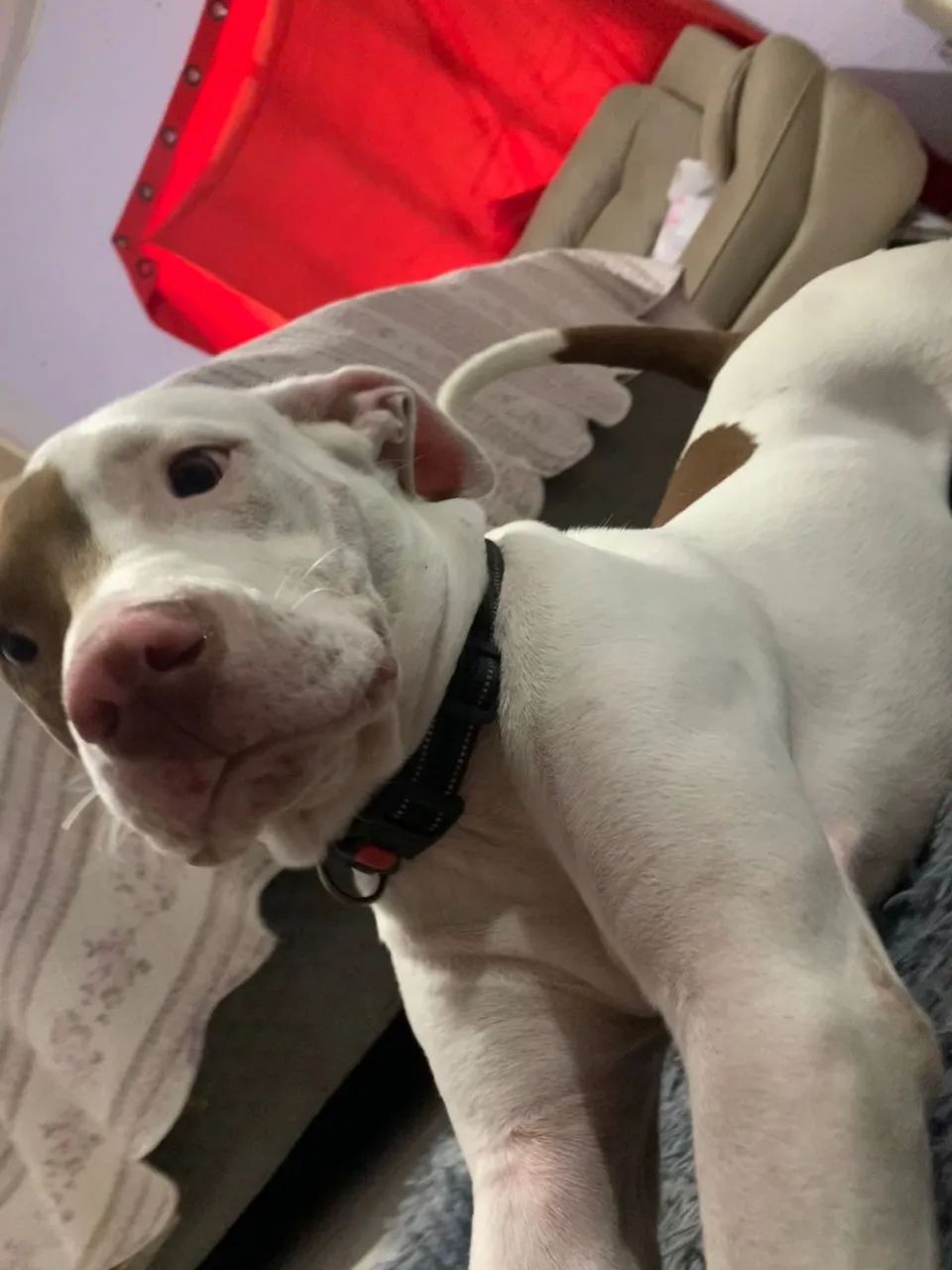 estou doando ele, nome dele e ( max )  - Foto 2