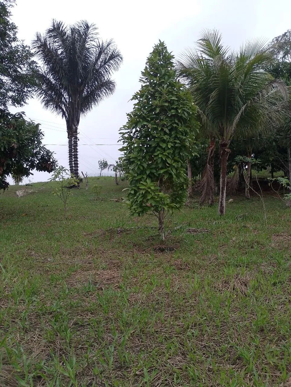 Vendo sítio Rio preto da Eva  - Foto 5