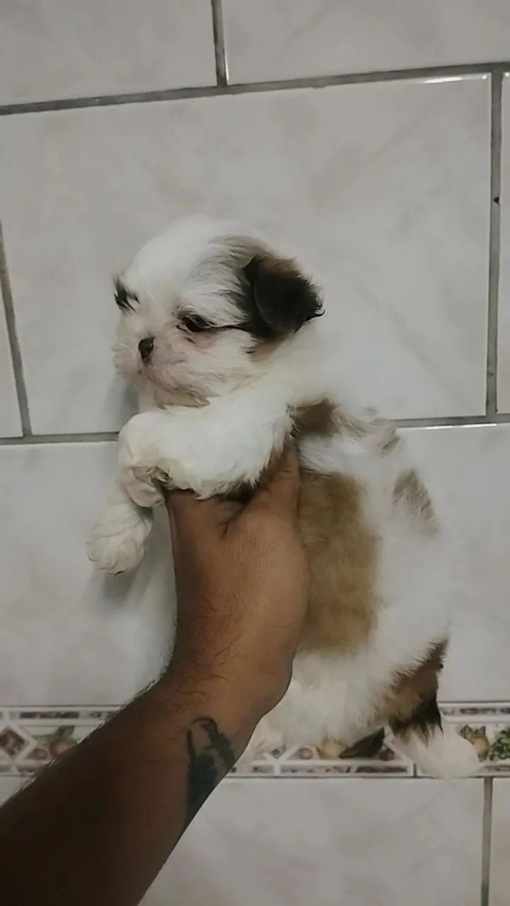 Shitzu 