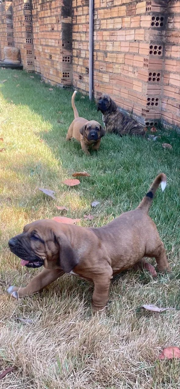 Fila Brasileiro - Foto 5