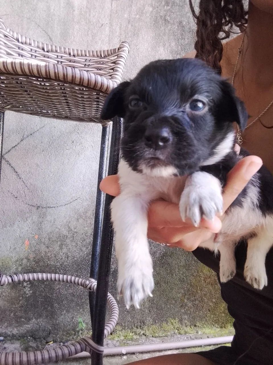 Cachorrinho pra adoção responsável 