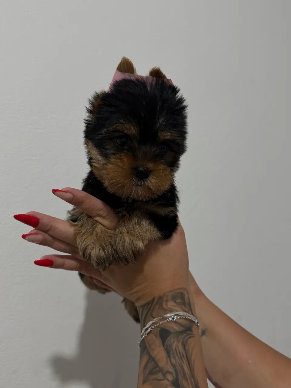 Yorkshire Terrier vendas tamanho micro 