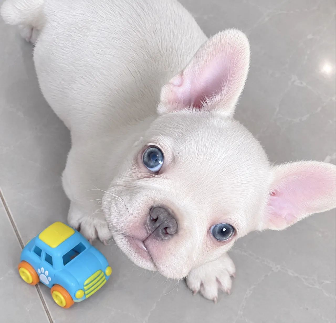Bulldog Francês  - Foto 2