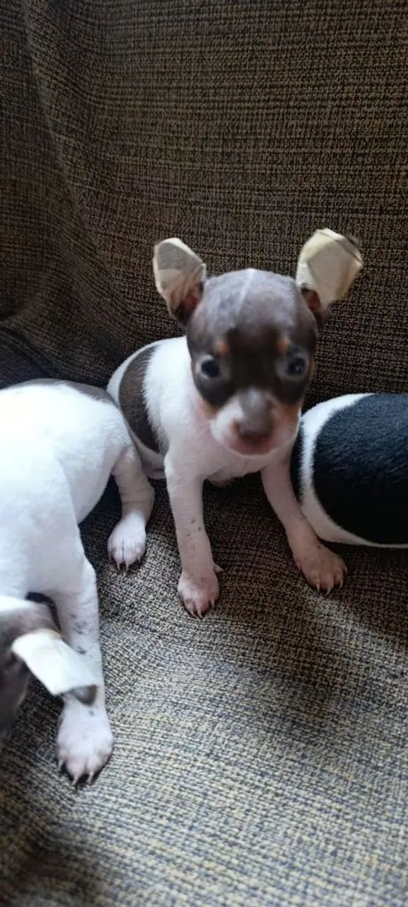 Pinscher  - Foto 4