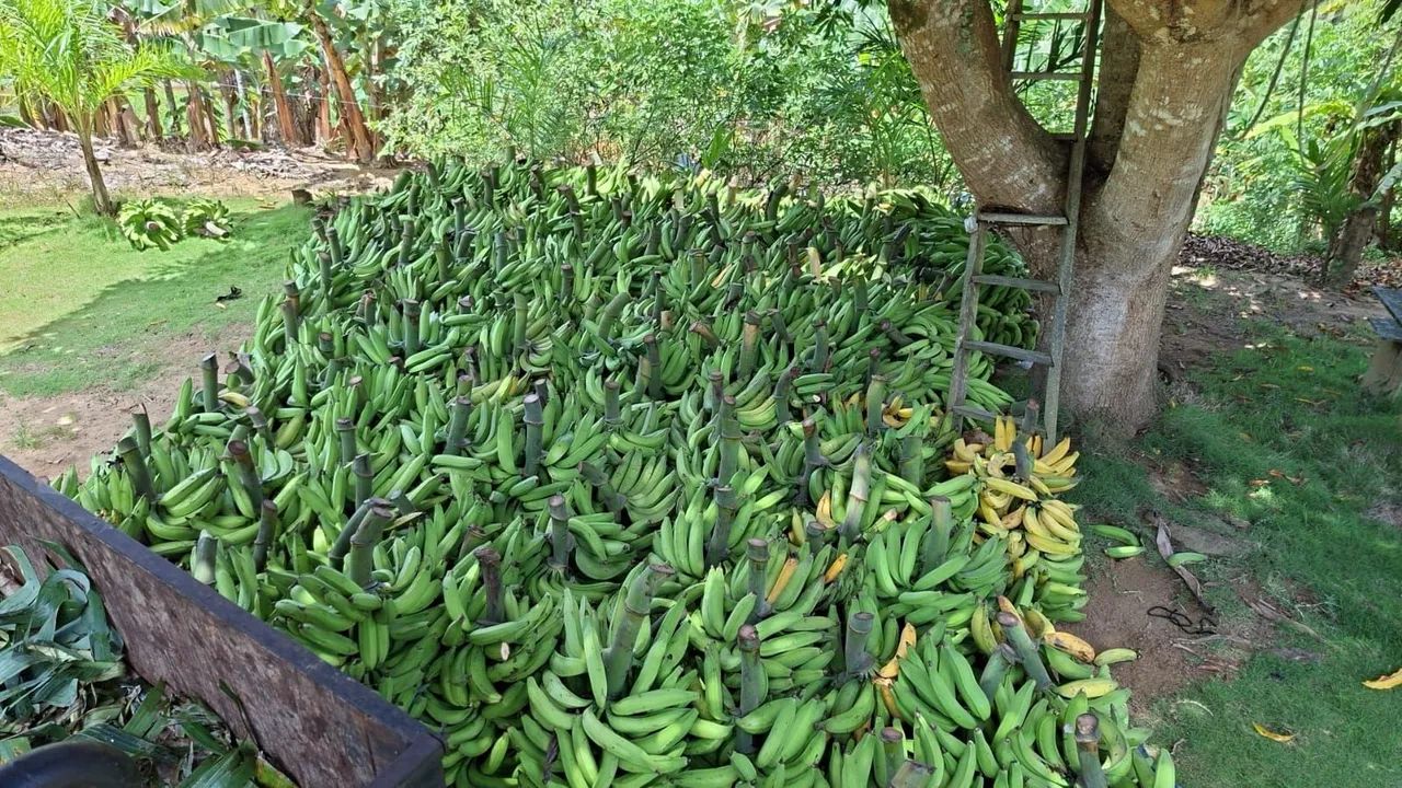 Muda de banana da terra  - Foto 3