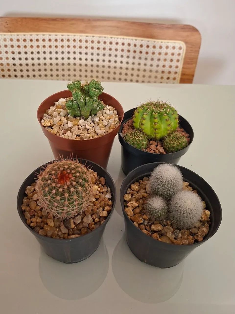 Kit de cactos 1