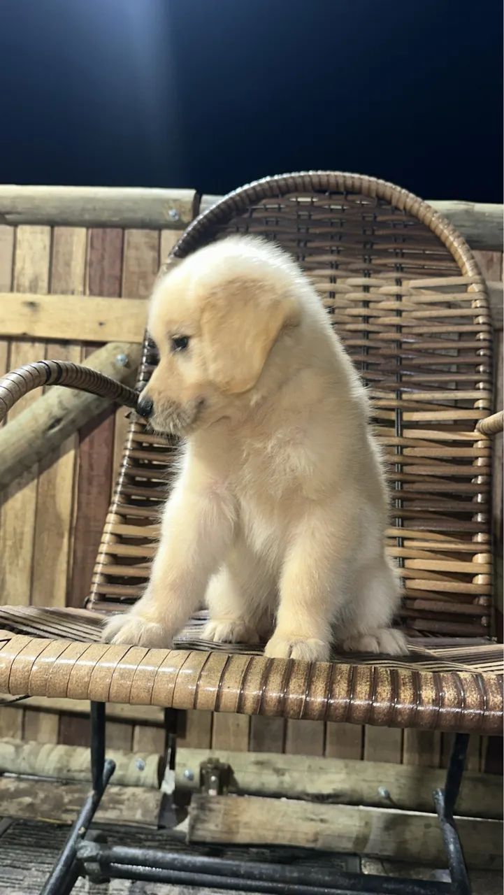 Golden Retriever 