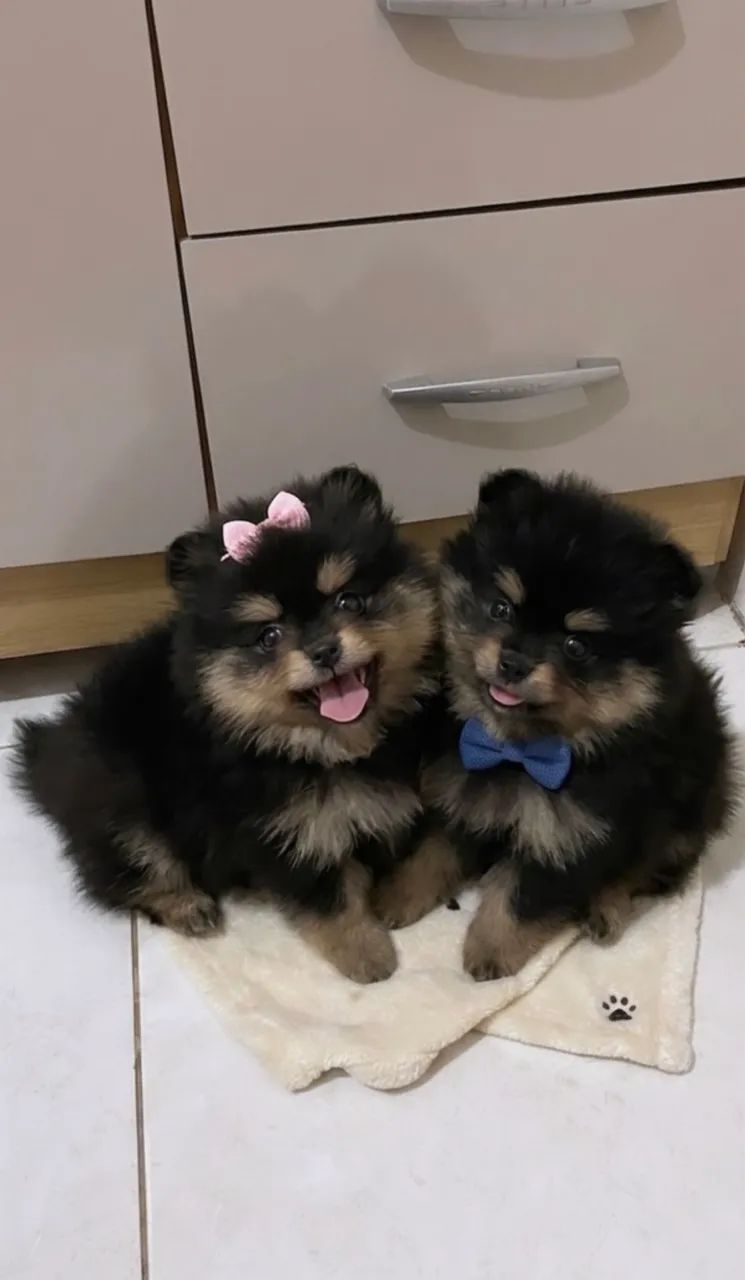 FILHOTES DE LULU DA POMERANIA 