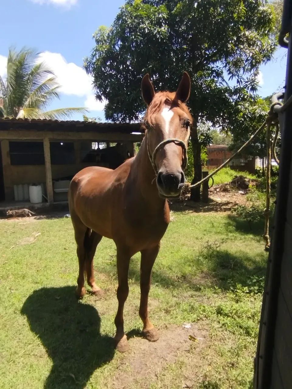 Potro mangalarga primeira muda - Foto 2