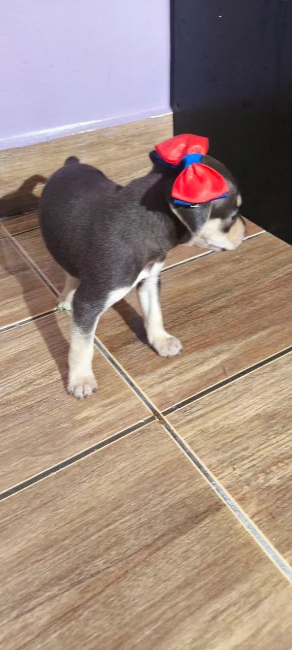 Pinscher macho  - Foto 5