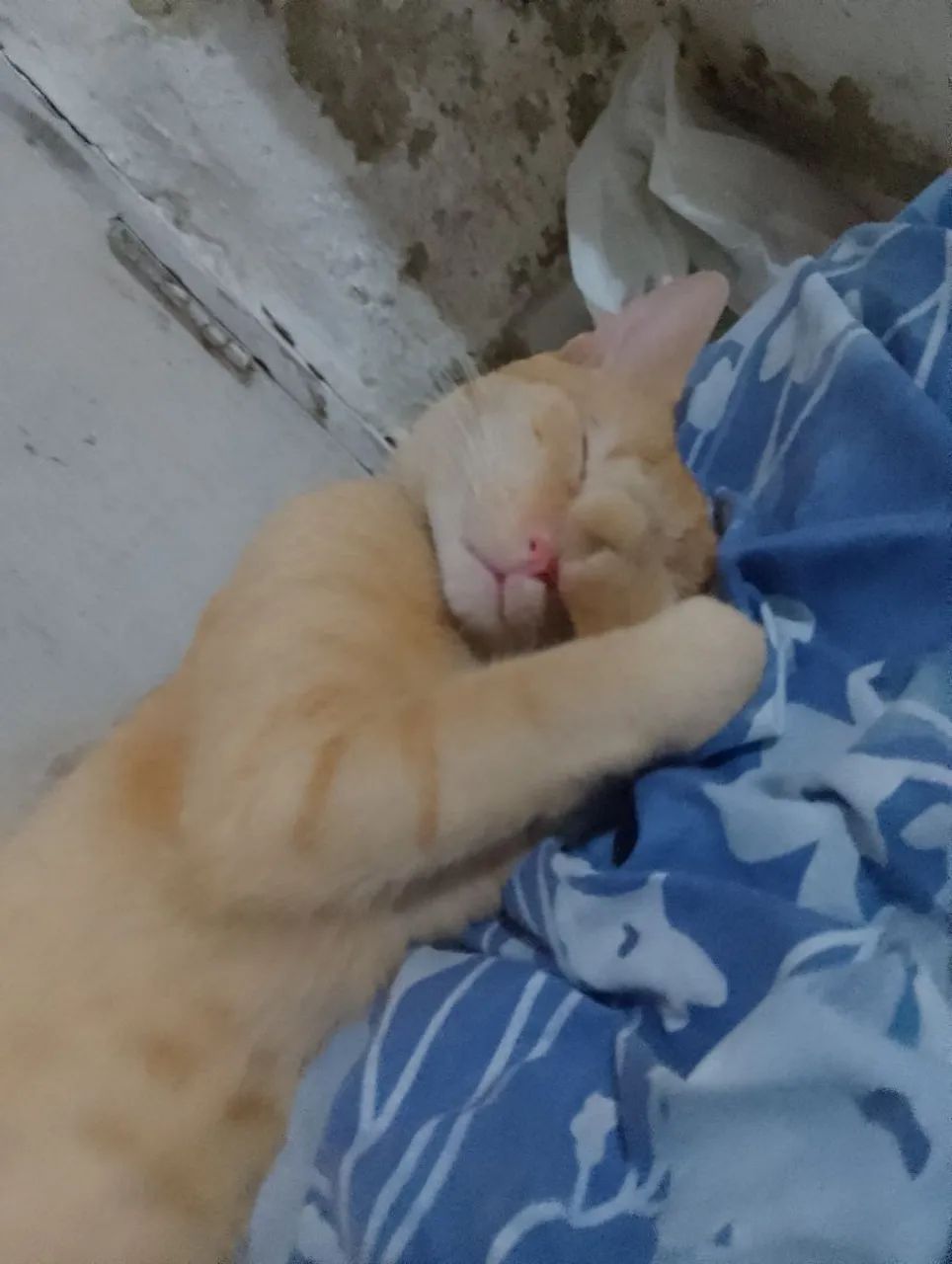 Adoção responsável  - Foto 3