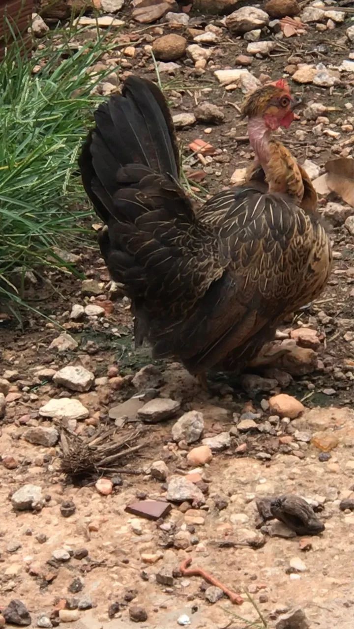 Galinha Nagasaki  - Foto 2